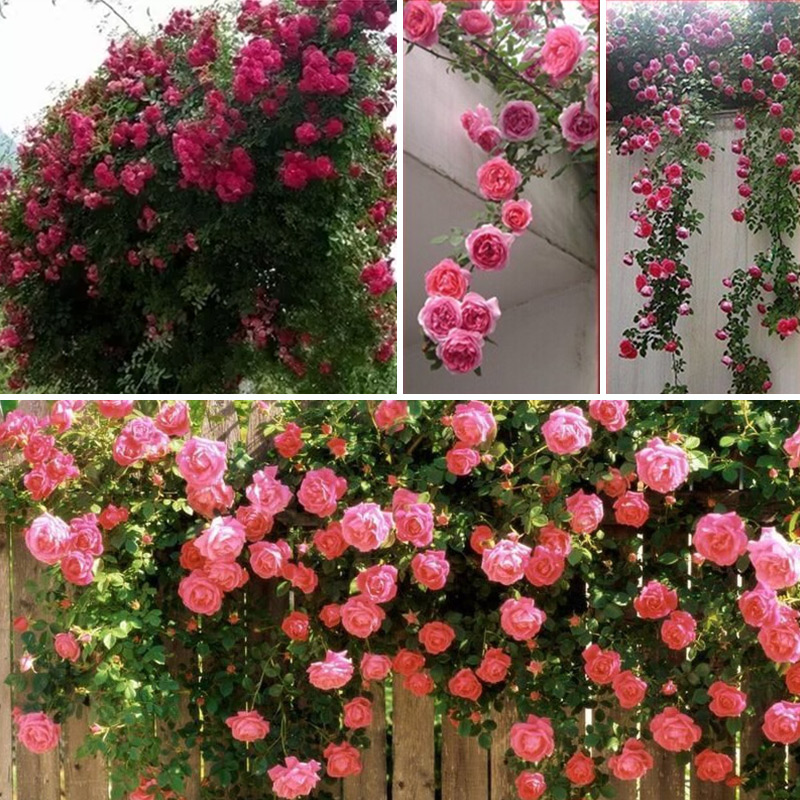 New 100pcs Climbing Rose Seeds Climber Multiflora Flower Home Garden