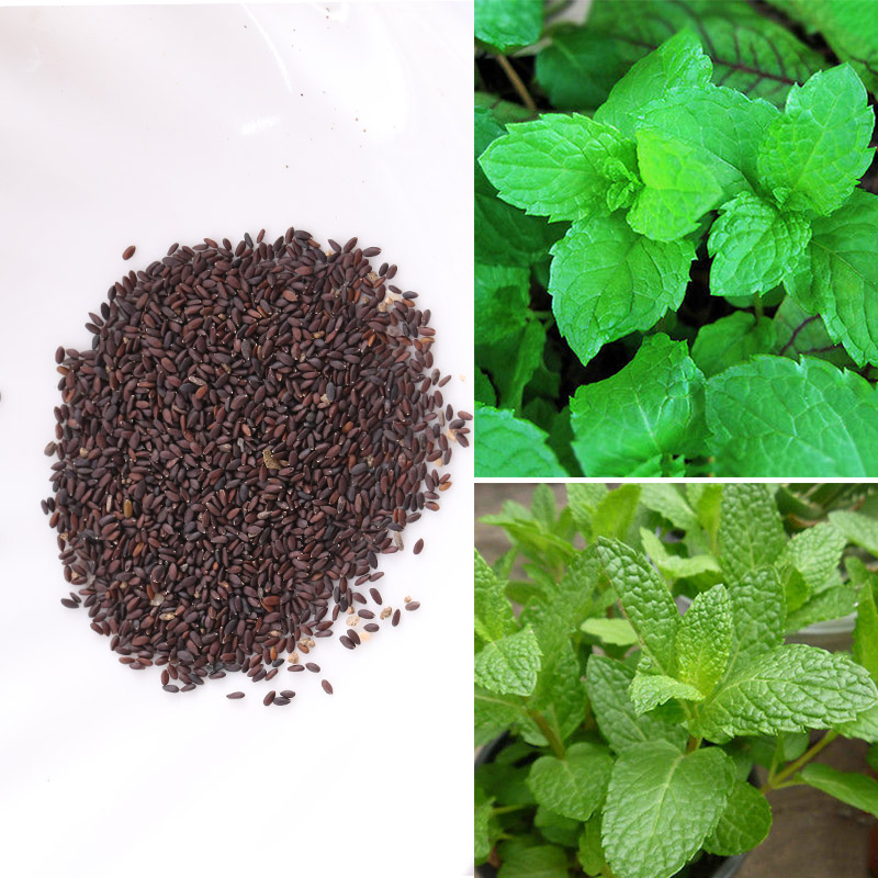 1000pcs Rare Mint Peppermint Herb Seeds Medicinal Aroma
