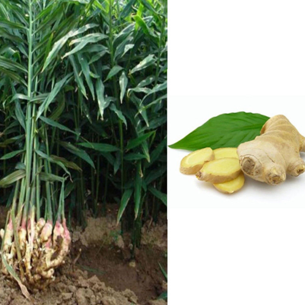 496F Temperate Ginger Seed Zingiber Officinale Seeds Four Seasons