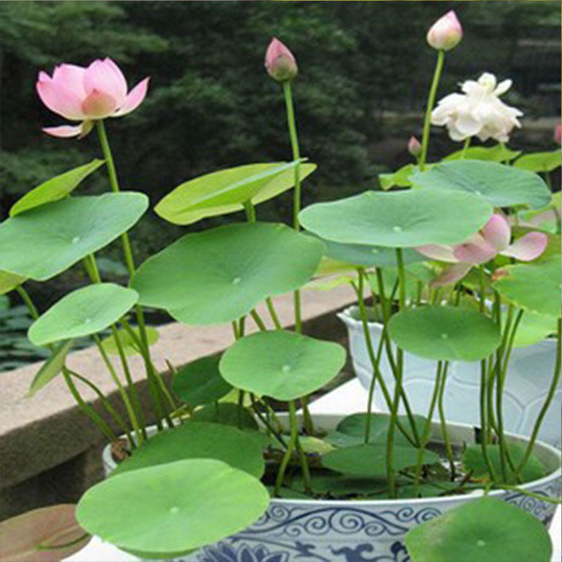 d930 20pcs lotus bowl