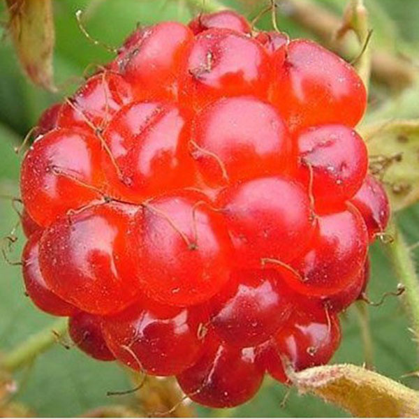description name: red raspberry scientific name: rubus idaeus